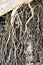 Tree Roots vegetation at the Phoenix Zoo, Arizona Center for Nature Conservation, Phoenix, Arizona, United States