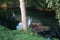 Tree roots in the water of the Wuhle river. Kopenick, Berlin, Germany