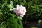 Tree rose, Rosa \\\'Myriam\\\', blooms with strong antique pink flowers in July in the park. Berlin, Germany