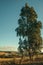 Tree in rural lowlands called Pampas