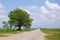 Tree by rural sandy road near green fields with clody blue sky a