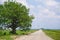 Tree by rural sandy road near green fields with clody blue sky a