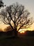 This tree& x27;s silhouette against the setting sun makes its bare branches stand out down to the twigs