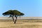 Tree and salt pan with wildebeest
