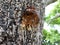 Tree sap and bark amber black white colors sticky natural background