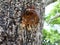 Tree sap and bark amber black white colors sticky natural background