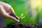 Tree sapling hand planting sprout in soil with sunset close up male hand planting young tree over green background