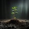 Tree sapling is a planting plot where the growth of trees begins. Planting trees in this way is an important process in creating