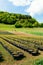 Tree saplings at farm