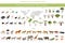 Tree savanna and grass savanna biome, natural region infographic. Woodland and grassland savannah, prarie, pampa. Animals, birds