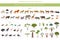 Tree savanna and grass savanna biome, natural region infographic. Woodland and grassland savannah, prarie, pampa. Animals, birds