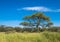 Tree in savannah, classic african landscape