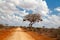 Tree in the savannah of Kenya, blue sky with clouds