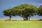 Tree on savannah. Ngorongoro, Tanzania, Africa