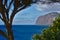 Tree, sea and Mountainside on the horizon.