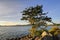 Tree by the sea at sunset