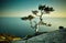 Tree and sea at sunset. Crimea landscape