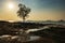 tree and seascape at sunset, Krabi