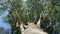 Tree seen from below.