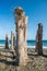 Tree Sentinels on a beach in Marbella, Spain