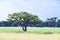 Tree in the Serengeti, Tanzania, Africa, Sausage Tree, typical African Tree in Savannah