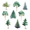 Tree set watercolor illustration. Hand drawn eucalyptus, pine, fir, linden, olive tree collection. Different types of