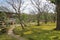 Tree shade over meander walk path