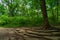 Tree and Shade at Waterfall Glen Forest Preserve in Suburban Lemont Illinois