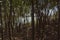 Tree-shaded area next to a creek within El Palmar National Park