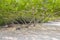 Tree Shaded Area on Tortuga Beach