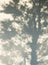 Tree shadow detail on white metal wall Nature Abstract background