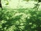 Tree shadow on green water ferns in the pond background