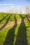 Tree shadows and forest