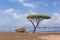 Tree shaped mushroom near the sea and one boat in bright weather