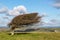 A Tree Shaped by the Wind, on Firle Beacon in Sussex