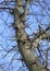 Tree with sharp spikes on trunk.