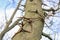 Tree with sharp spikes on trunk.