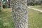 Tree with sharp thorns and white bark and grass