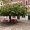 A tree sheltering public benches in Campo San Polo
