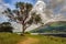 Tree on the shore of Bassenthwaite Lake in summer, Cumbria, England