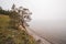 A tree on the shore of Lake Baikal in the fog.