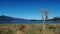 Tree on the shore of lugu lake