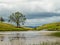 A tree on the shore of School Knot Tarn: a small body of water in the English Lake District