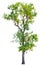 Tree `Shorea obtusa Wall. ex Blume` isolated
