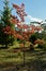 A tree shows its autumn color at Mount Irvine in the Blue Mountains