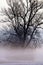 Tree shrouded in mist