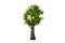 Tree Shrub Garden Decoration White Background