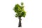 Tree Shrub Garden Decoration White Background