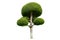 Tree Shrub Garden Decoration White Background Isolates