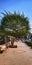 A tree on the sidewalk in front of one of the historical building in Central Java